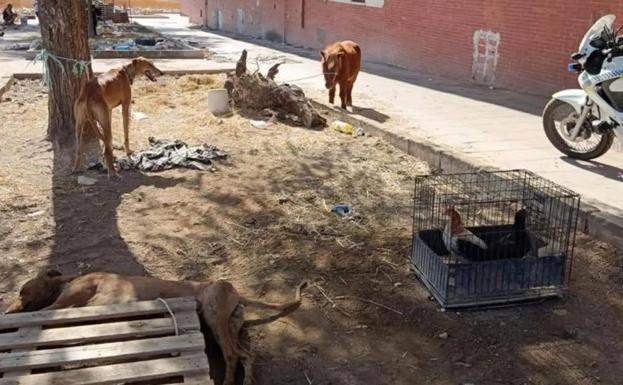 Intervención de la Policía Local de Linares contra el abandono animal