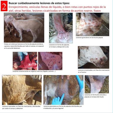 Cómo saber si los animales han contraído la viruela ovina y caprina