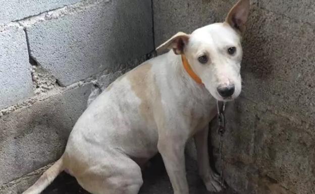 Condenados dos rehaleros de Granada por maltratar a 21 perros de caza provocando la muerte de cinco