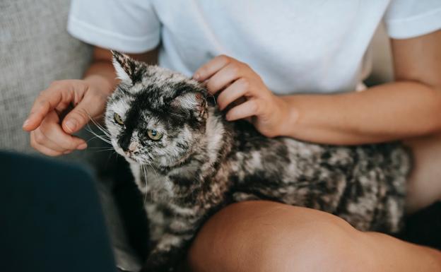 Gatos en otoño: Consejos para combatir la apatía por el cambio de estación