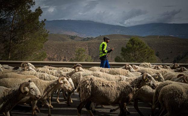 Crisis ganadera: ocho preguntas sobre la Viruela Ovina y Caprina