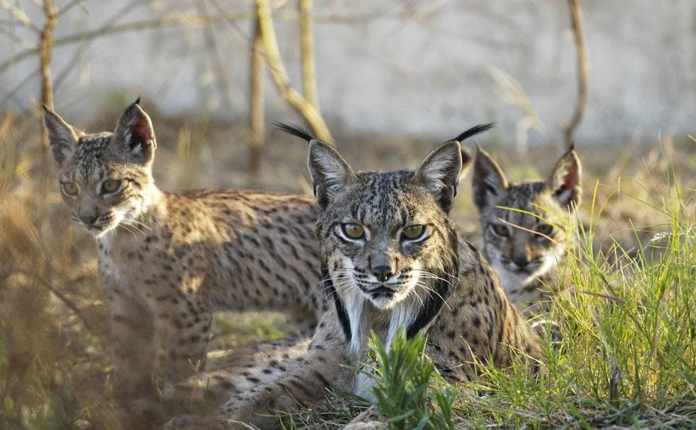 El lince vuelve a Granada, 40 años después