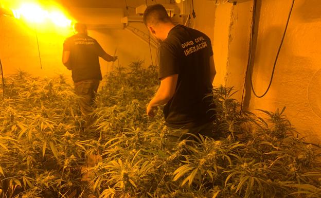 Descubren 65 viviendas enganchadas ilegalmente y 4.000 plantas de marihuana en Atarfe