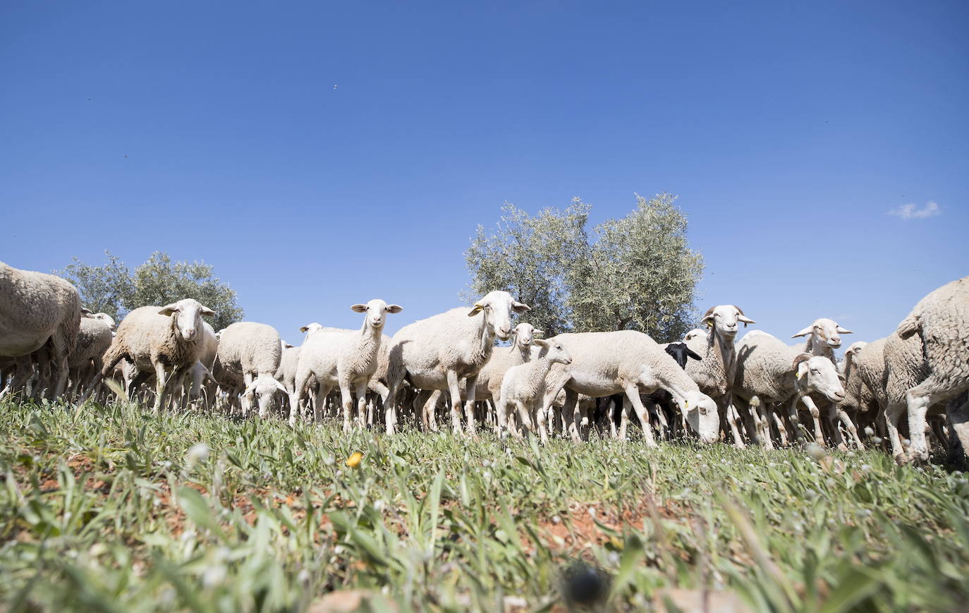 Confirman dos nuevos focos de viruela ovina y caprina en la provincia de Granada