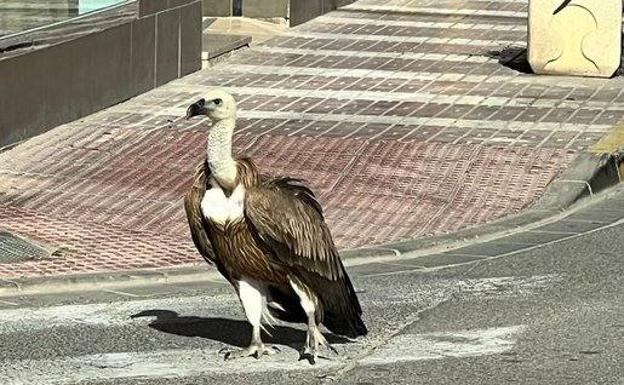 Un buitre herido y desorientado se pierde por las calles de Adra