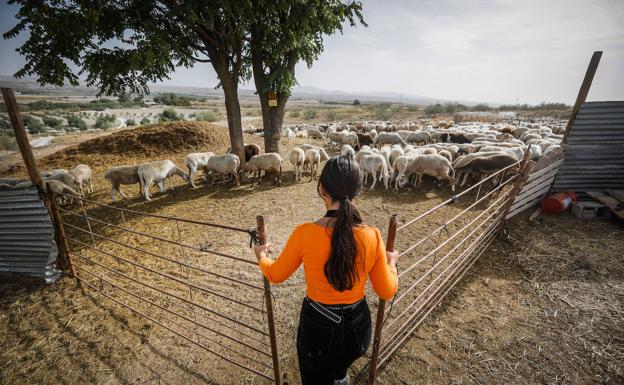 El Seprona vigila el confinamiento del ganado afectado por el virus de la viruela