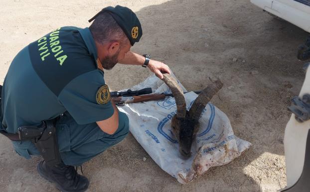 Dos investigados por la caza furtiva de una cabra montés en Granada