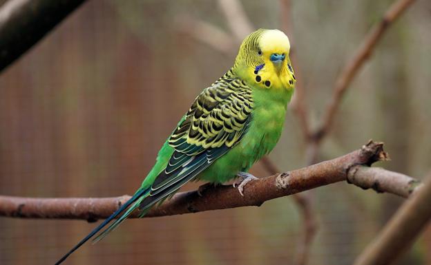 Periquitos, tortugas y otros animales que no podrás tener como mascotas en España