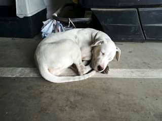 La Policía Local recupera a un perro cuyo robo había sido denunciado