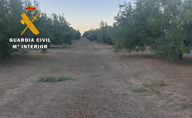 Roba más de una tonelada de aceitunas en Arjona y lo pillan vendiéndola en garrafas
