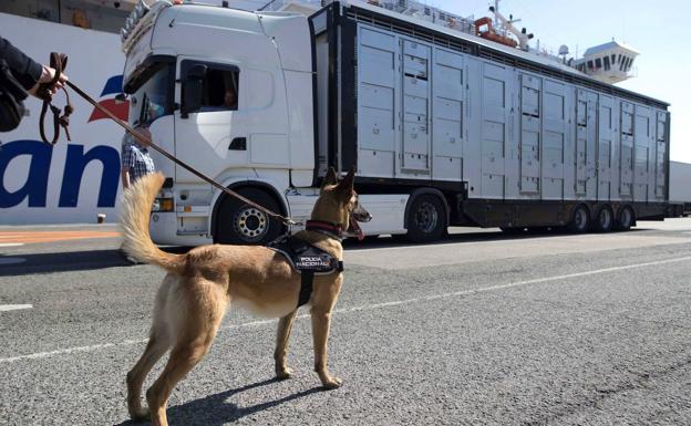¿Cómo será la nueva prueba de sociabilidad para perros y qué ejercicios tendrán que aprobar?