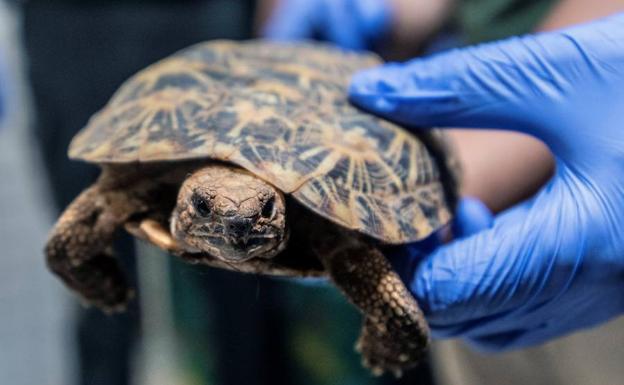 Qué hacer si tienes una mascota prohibida por la nueva Ley de Protección Animal