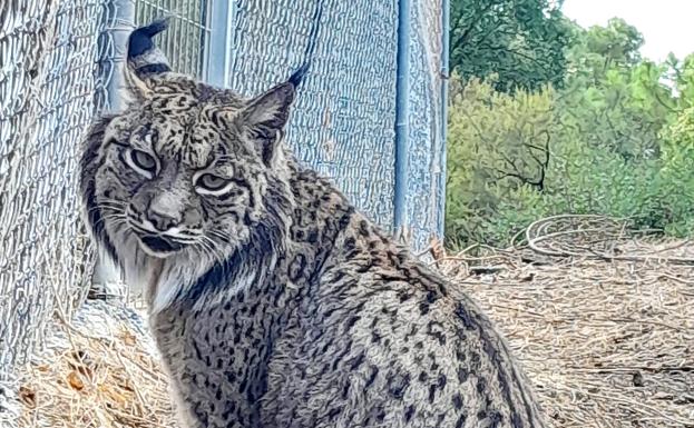 Cynara, un ejemplar de lince ibérico de La Olivilla, encuentra nuevo hogar en el parque de Selwo Aventura