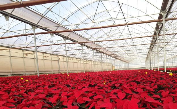 Almería pone 'colorada' a España esta Navidad con sus 3,5 millones de Flores de Pascua