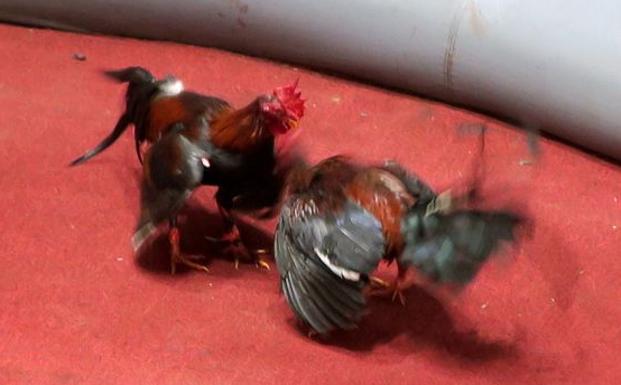 Fiscalía pide prisión para los tres organizadores de las peleas de gallos en Jaén