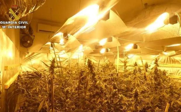 Incautadas 520 plantas de marihuana en una vivienda de alquiler en Otura