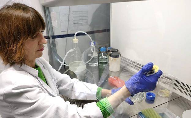 Investigadores de la UJA hallan una molécula que marca un «nuevo y prometedor» tratamiento para las lesiones musculares