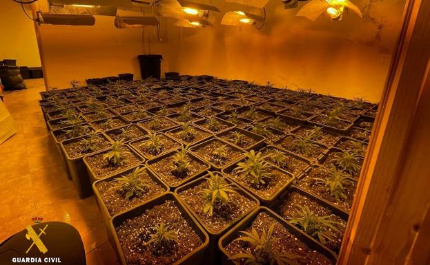 Buscan a un varón de 34 años tras incautar un cultivo de 250 matas de marihuana en Abla