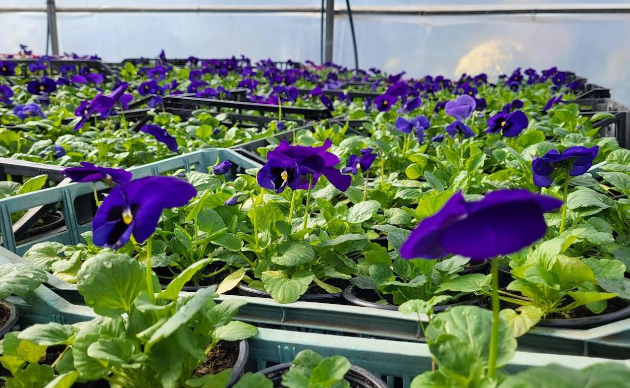 Más de  plantas adornarán la calles y plazas de Jaén en Navidad |  Ideal