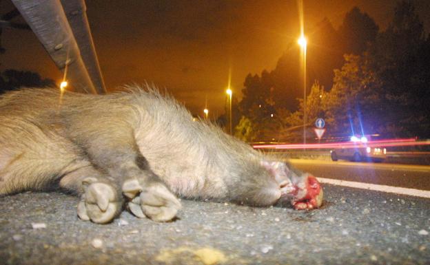 Un jabalí provoca un accidente, el cuarto ya en la misma carretera de la provincia de Granada