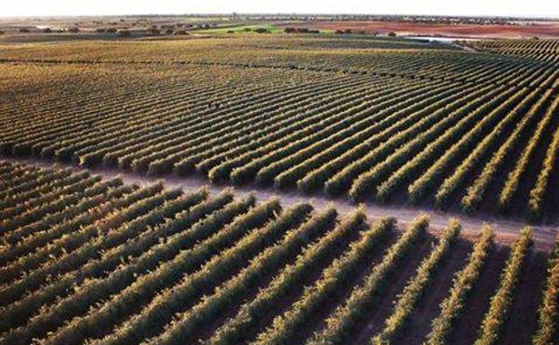 Portugal produce ya la mitad de aceite de oliva que Jaén gracias al olivar en seto