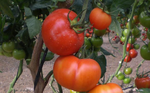 COAG plantea una nueva Extensión de Norma por malas cotizaciones