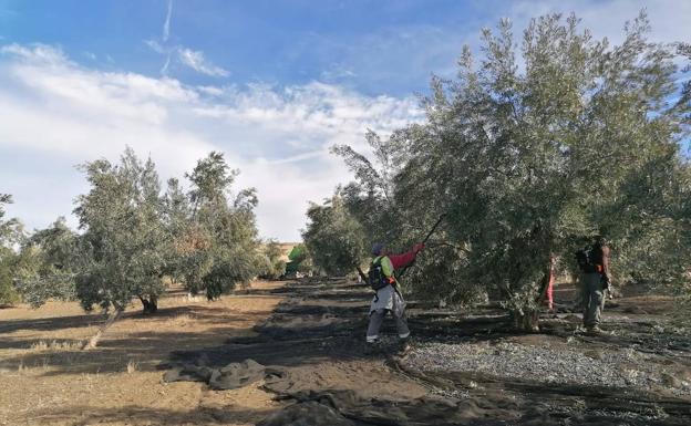 Olivares con un 10% de la aceituna de años anteriores: la recogida alerta sobre el volumen real de la cosecha en Jaén, «un desastre»