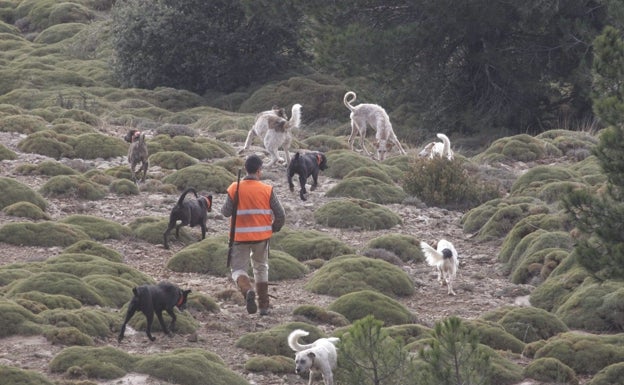 Podemos propone copiar el 'modelo Page' para desbloquear la ley de bienestar animal