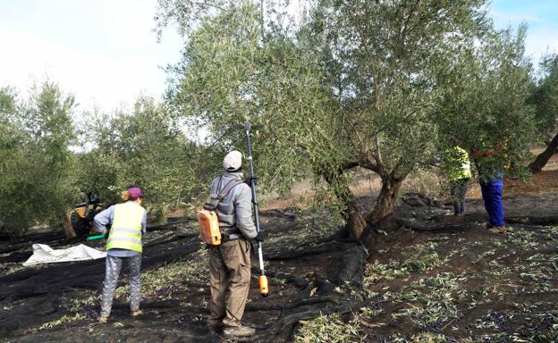 La D.O.P. Aceite Sierra de Cazorla prevé un merma de producción del 50% esta campaña