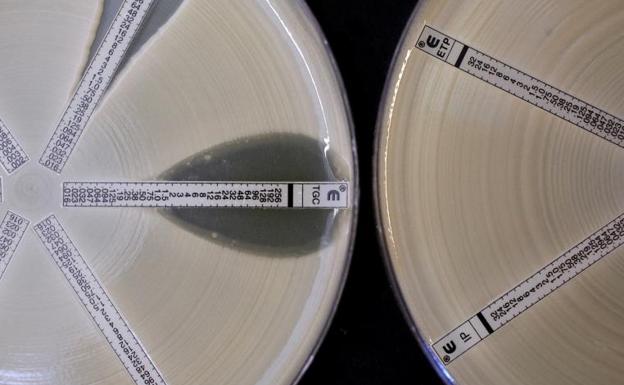 La OMS alerta del «elevado» aumento de las resistencias a los antibióticos en el mundo