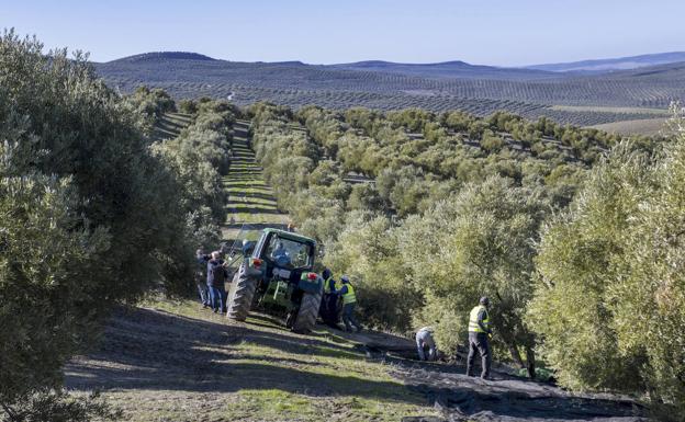 Jaén produce hasta el 1 de diciembre solo 24.000 toneladas de aceite de oliva, una octava parte de lo aforado
