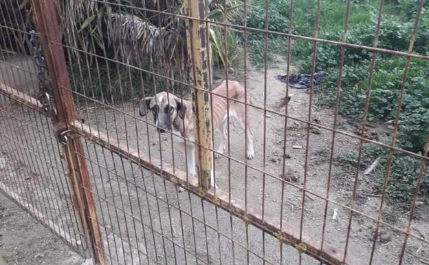 Condenada en Granada por abandono animal tras hallar dos mastines famélicos en su parcela