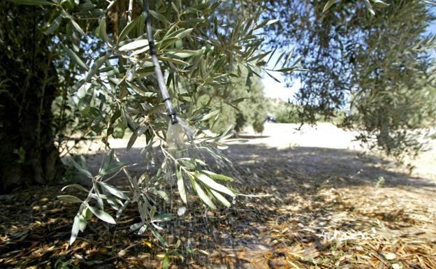 Apoyo a 261.000 hectáreas de olivar de riego en Jaén, casi la mitad del total