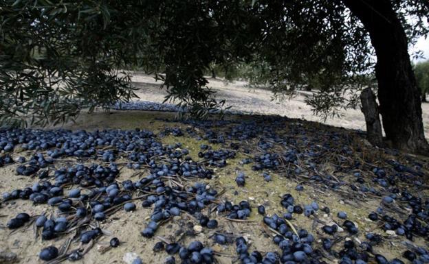 El temporal deja aceituna caída en algunos olivares y complica su recogida y la calidad del aceite