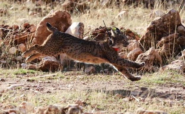 Granada recupera el lince 40 años después de su desaparición