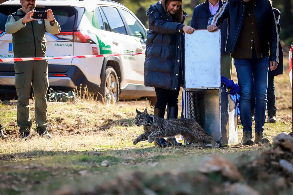 Las imágenes de la suelta del lince en Granada