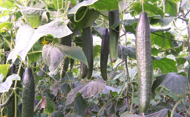 Escepticismo en el agro de Almería tras vincular Noruega un brote de Salmonella con pepinos españoles