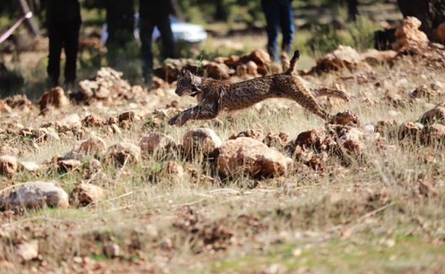 Sotillo y Saturno, nietos de los linces más «míticos» de Andalucía, ya viven en Granada