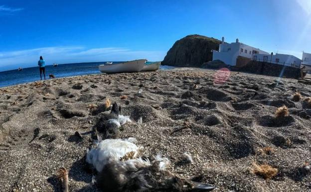 Esto es lo que hay que hacer si encuentras un alca torda en la orilla de Almería