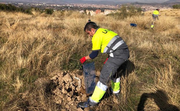 La Zubia inicia la plantación de 31.500 árboles, la reforestación más importante de su historia