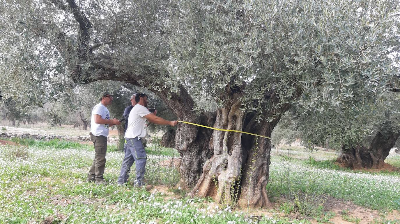 La apuesta por la biodiversidad en el olivar como fórmula para aumentar su rentabilidad gana terreno