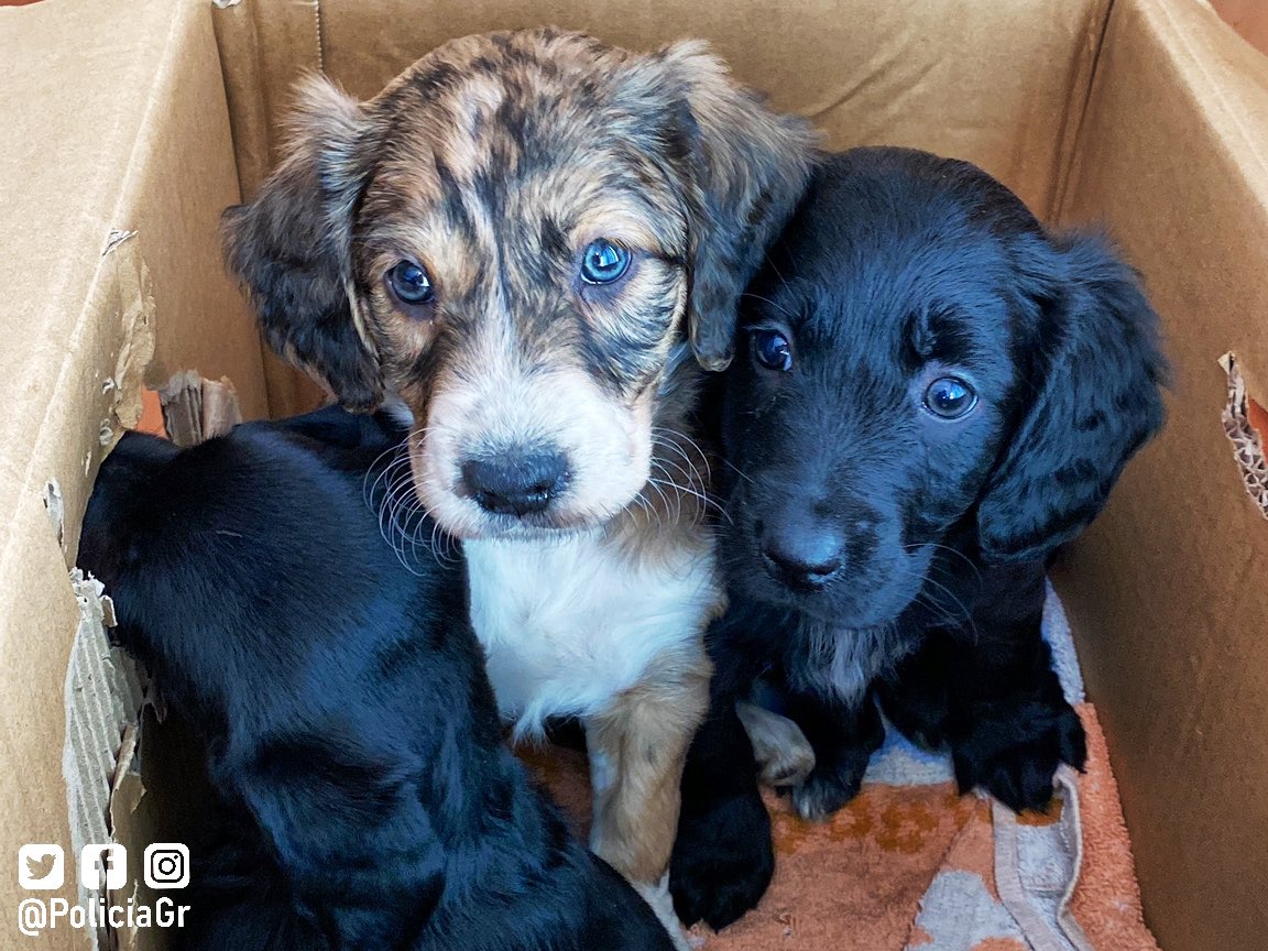 pegamento princesa sofá Rescatan a tres perros abandonados en un contenedor de basura en Granada:  así se pueden adoptar | Ideal
