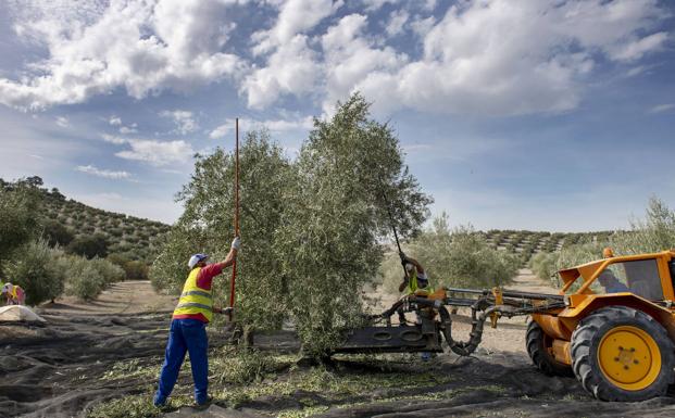 La Junta abona 90 millones de euros de ayudas de la PAC a más de 81.000 familias de Jaén