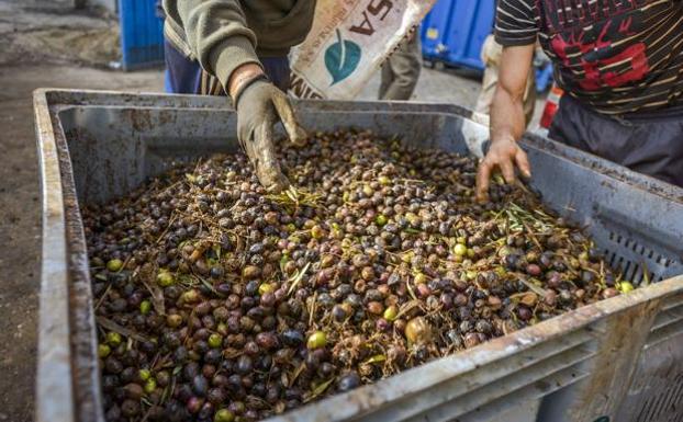 La provincia de Jaén prevé pérdidas de 1.500 millones de euros por la «pésima» campaña de aceituna