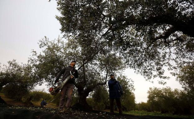 UPA destaca las «altas expectativas» para el regadío y el olivar tradicional en Jaén en 2023