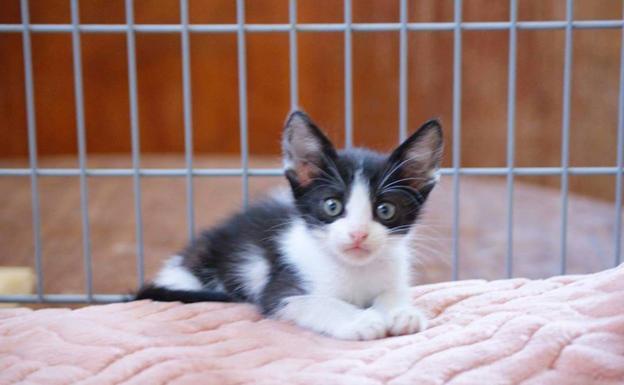 Ocho protectoras en Jaén reciben más de 30.000 euros para el cuidado de los animales