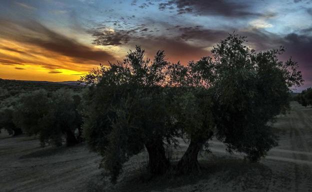 El Gobierno central invierte en un proyecto para distinguir el aceite de olivar tradicional español del resto