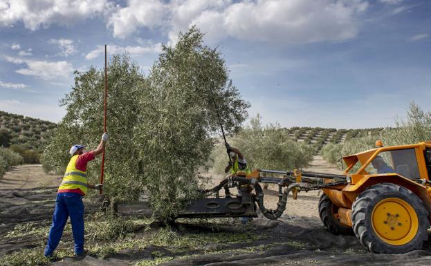 UGT denuncia que la Junta de Andalucía «deja tirados a los trabajadores del campo en Jaén»
