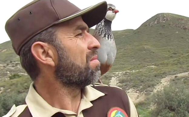 Así es Camarón, la perdiz de Juan Carlos que hace reclamo sobre su hombro en Almería
