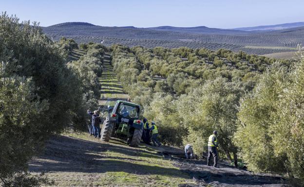 No hay ni la mitad del aceite de oliva previsto: las almazaras jienenses apenas han producido 92.000 toneladas a 1 de enero